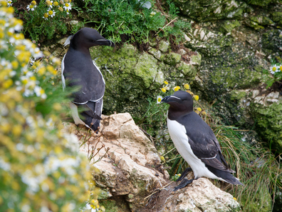 Thumbnail of Razorbill